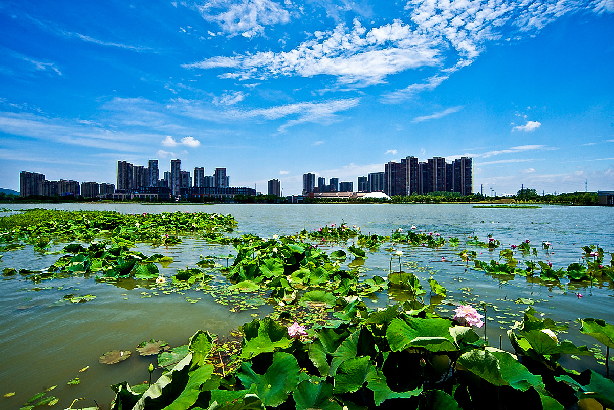 美丽南京之九十一莲花湖