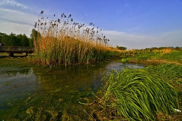 七桥瓮湿地DSC_2218.JPG