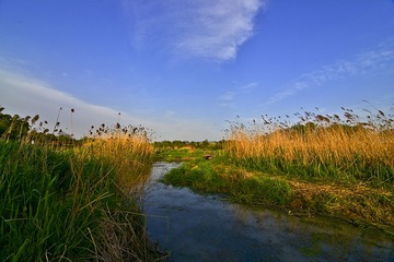 七桥瓮湿地DSC_2223.JPG