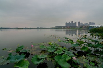 南京板桥莲花湖DSC_5690-
