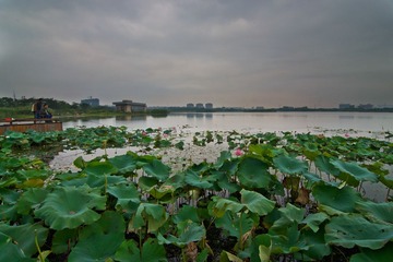南京板桥莲花湖DSC_5691-