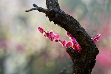 南理工梅花DSC_2699
