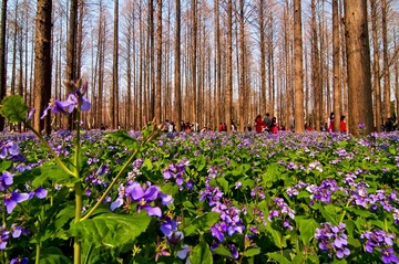 南理工二月兰水杉林DSC_0028