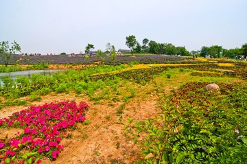 大塘金薰衣草庄园DSC_0017