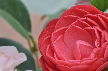 DSC_9253.JPG