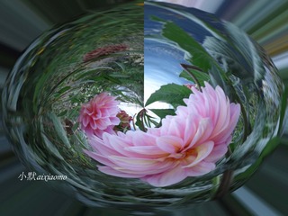 我的花.jpg