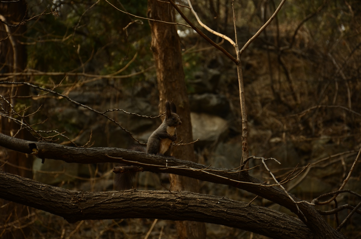 香山--松鼠