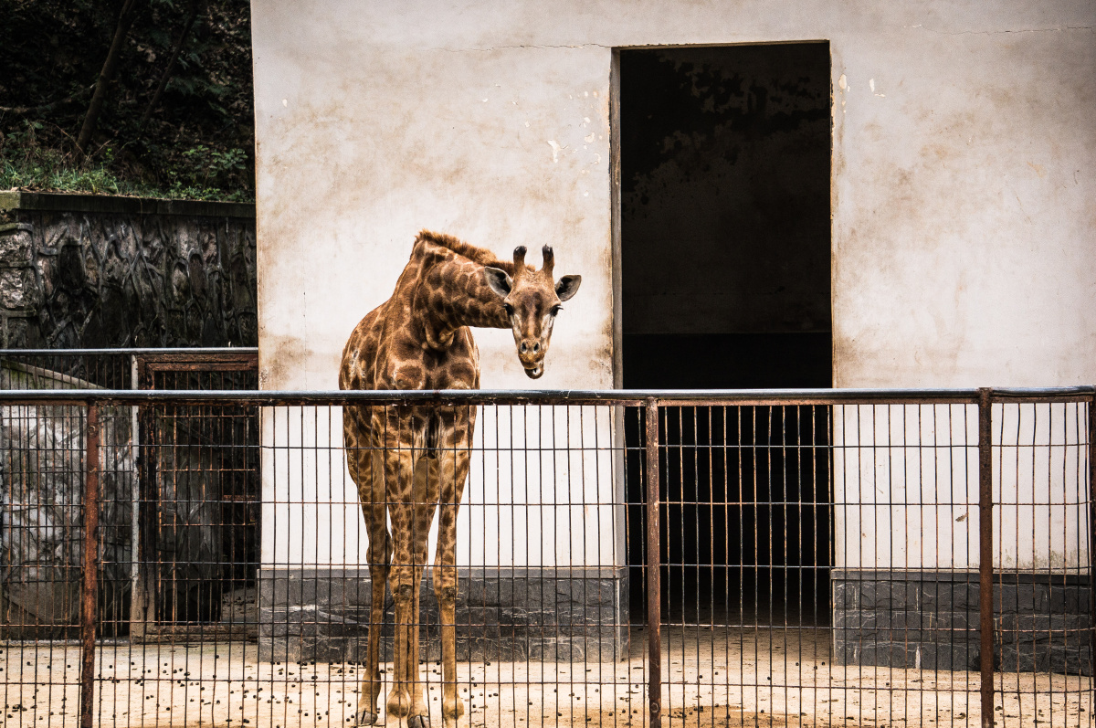 动物 长颈鹿 br />