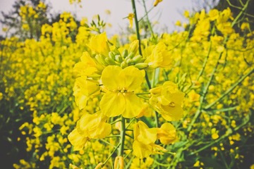 DSC00450.jpg