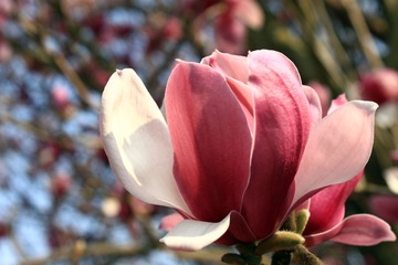 阳光与木兰花