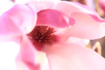 冬天有花真好！