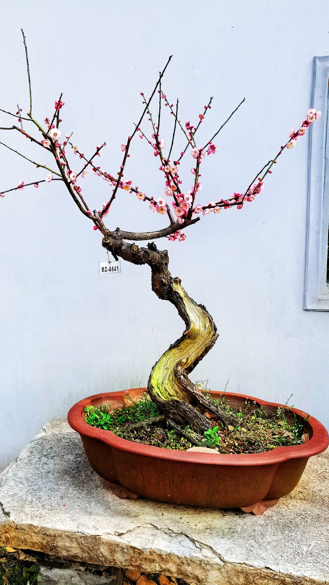 梅花盆景. - 阿云697 - 图虫