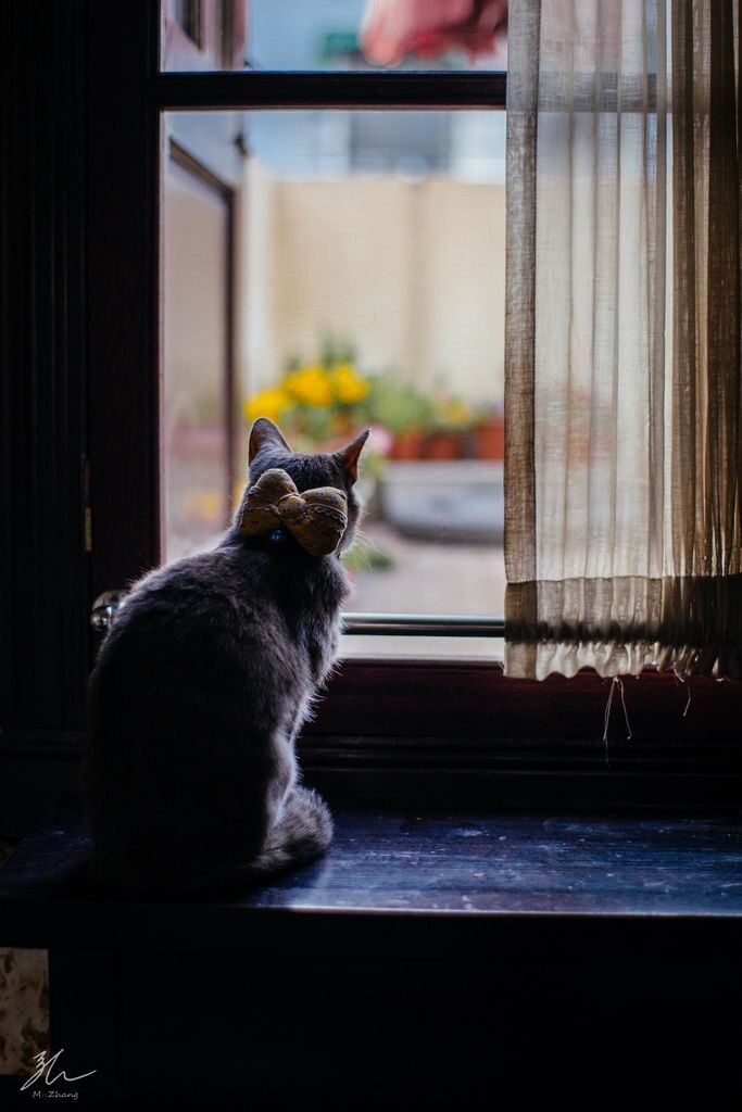 猫说它渴望远方的时候可能只是在撒一个大谎
