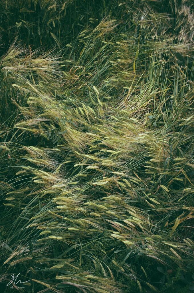 麦浪汹涌