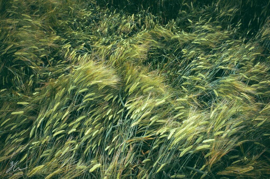 麦浪汹涌