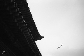 飞过塔尔寺的鸟