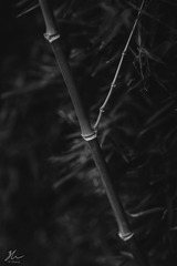 _MG_3392-1