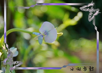 蝶恋花