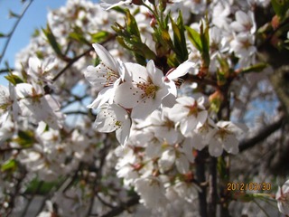 IMG_3945.JPG