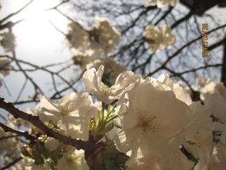 IMG_4176.JPG