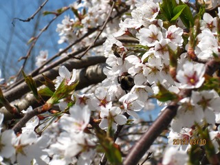 IMG_3949.JPG