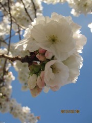 IMG_4178.JPG