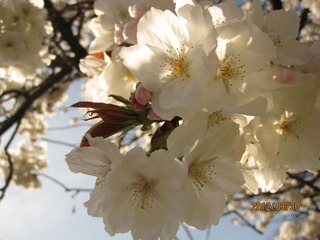 IMG_4179.JPG
