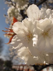 IMG_4181.JPG