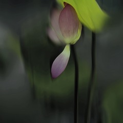 DSC06784荷花1-1