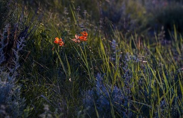 DSC01651a
