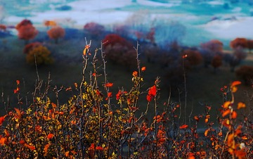 红叶知时节
