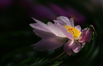 DSC07304q1