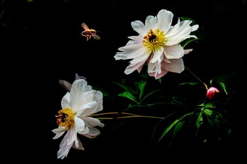 DSC07279 芍药花开（1）