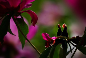 DSC07300  拷贝
