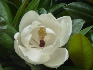 L1000572