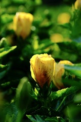 9CA6CA17-0707-44C4-96D6-E204EF099D90/L0/001