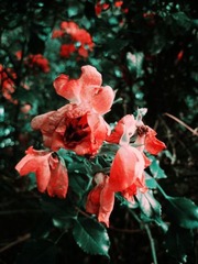 img_8120.jpg