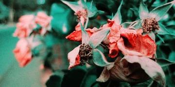 img_8123.jpg