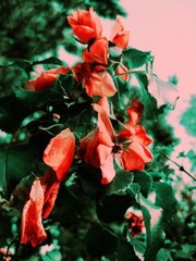 img_8124.jpg