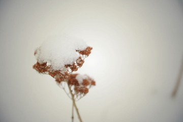 DSC_1505.jpg