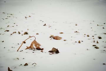 DSC_1531.jpg