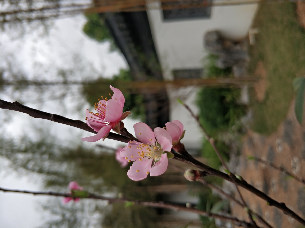 桃花- 木有吱 - 图虫网 - 优质摄影师交流社区
