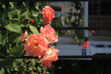 IMG_1891.JPG