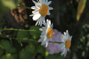IMG_1906.JPG