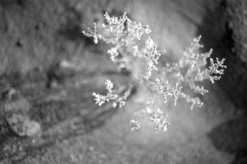 _MG_6611.jpg