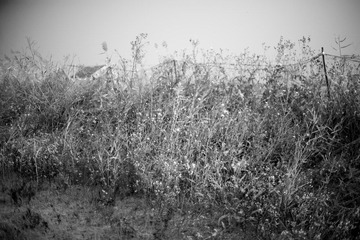 _MG_6645.jpg