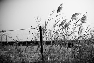 _MG_6650.jpg