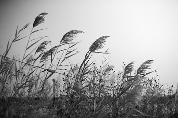 _MG_6652.jpg