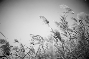 _MG_6684.jpg