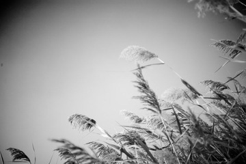 _MG_6685.jpg